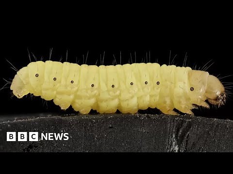 'Humble' worm saliva can break down tough plastic – BBC News