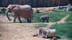 42K views · 1.2K reactions | Tuesday, May 14, the elephant herd will off habitat to scheduled pool maintenance and cleaning. To hold you over, enjoy some clips of our littlest herd member Meru from our Elephant Zoo Cam! | Reid Park Zoo | Facebook