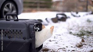 Flame Point Siamese Cat in Crate Snowy Cold Weather Watching Leaf Blowing in Wind
