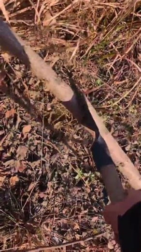 The process of cutting tree branches that obstruct or block the path to the garden.