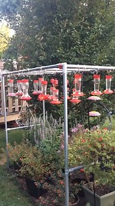 Check out these Tennessee Hummingbirds sent to us by viewer Jewell Smith Sewanee! 🌺 Did you know Hummingbirds are the smallest birds on Earth? 🌎 | WZTV FOX 17 News, Nashville