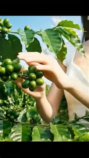 Coffee’s Journey: How We Grow, Roast, and Brew the Best Cup