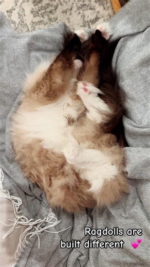 #naptime #ragdoll #cat