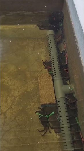A look at a concrete holding tank system for live crabs.