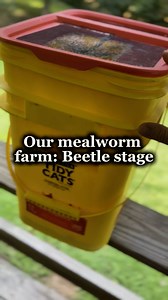 11K views · 88 reactions | Our mealworms are in the beetle stage right now. We are learning as we go. I will be revamping my system soon so stay tuned for that. The pupa need separated from the beetles. #mealworms #mealworm #mealwormfarm #mealwormfarming #theeastonhomestead #urbanfarming #homesteadlife #homesteader #backyardchickens #crazychickenlady #chickens #homesteading #chickenkeeper #poultry | Hannah Easton | Facebook