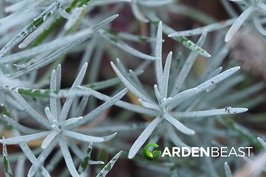 Curry Plant Guide: How to Grow & Care for “Helichrysum Italicum”