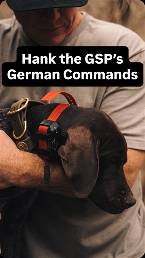 HolbyHunts on Instagram: "German Commands for a German Dog💪🏽 This is the foundation and the most important part of his training as it directly translates how well he will comprehend and perform in bird training. A good hunting dog is first an obedient dog! We have followed the @bestgundogs Virtual Training Course since day 1! It has been an incredible resource as I get to train Hank myself in the comfort of my home while still having guidance from a trainer with 30 years of experience at my di