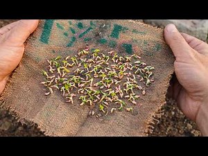 Grow cucumber seeds to tiny sprouts in just 48 hours — the burlap & tissue trick you can do tonight