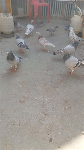 Saeed King khan (@saeed_king_khan)’s videos with original sound - Hameed