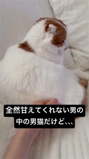 今日もかわいい猫#cat#shorts
