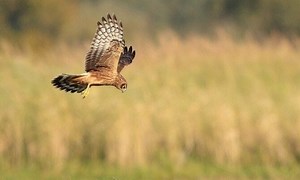 Northern Harrier