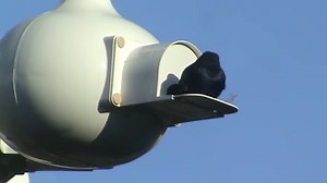 Attracting Purple Martins, Locating Houses Where and How to Start