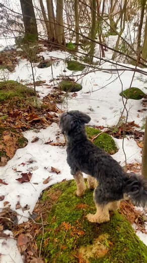 Winter walk with Otis #havapoo #dogsofttiktok #ontario #january2026 #dog
