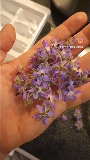 How to Use Borage in Drinks #gardeningtips #flowers