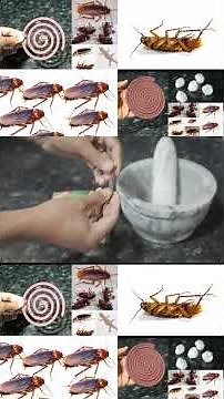 Super Cockroach Killer | 2 Tips How To Get Rid Of Cockroaches From House | Mr maker