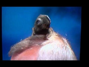 Funniest Johnny Carson video clip EVER!