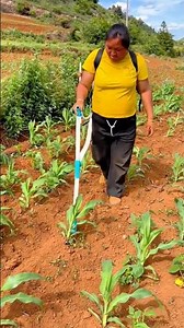 Applying liquid fertilizer to young corn plants using handheld sprayer
