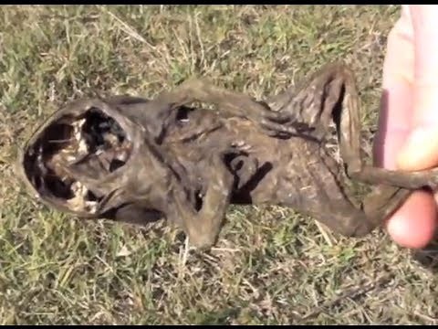 CROWS KILL CANE TOADS