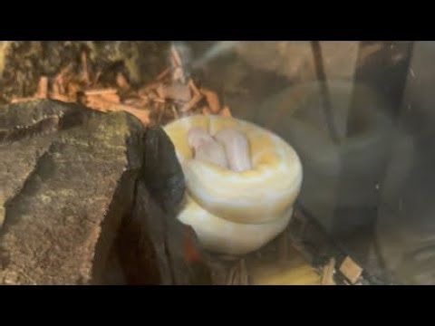 Albino ball python pastel yellow belly ball python ￼live feeding 😳‼️‼️‼️⚠️