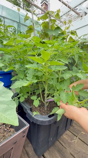 13K views · 2.4K reactions | Pruning these tomato plants in the container garden ✂️ There’s just too many leaves at the bottom, so a good prune will help with airflow, reduce disease, and boost better fruit growth  #TomatoPruning #ContainerGarden #HealthyPlants | Che Thompson | Facebook