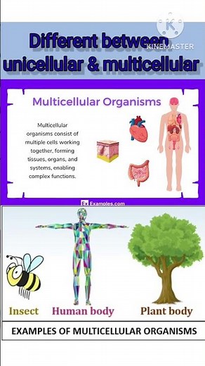 unicellular organism and multicellular organism.#biology #shorts