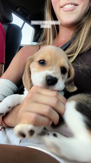Emmita Bebe: A Journey with Emma the Beagle Puppy