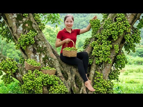Harvesting 1000 + Giant Panachee Fig Goes To Market Sell, Selling Sung Muối Xổi – Quick-Pickled Figs