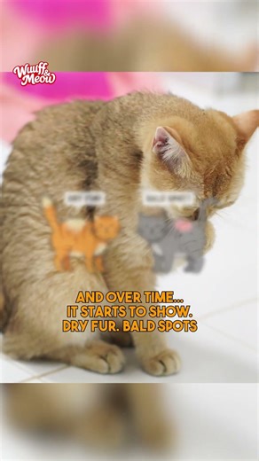 The Itch That Wouldn’t Stop… Here’s Why 🐾