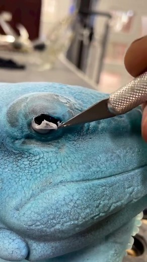 42K views · 2K reactions | Helping a iguana 年 with something in its eye  . #heretohelp #glassblowing | Garmezy Glass | Facebook