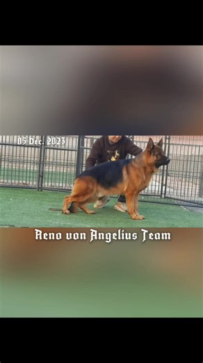 VA6 Reno v Angelius Team 🏆 New shooting📸 05 Dec.2023 | TOP GSD SHOW