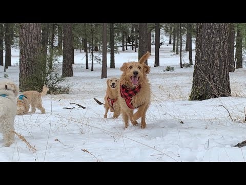 Dogs Playing in the Snow