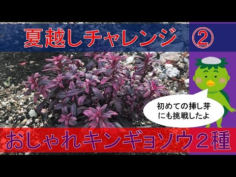 【ガーデニング初心者】おしゃれキンギョソウ（ブランルージュ・ブロンズドラゴン）の夏越しチャレンジ！