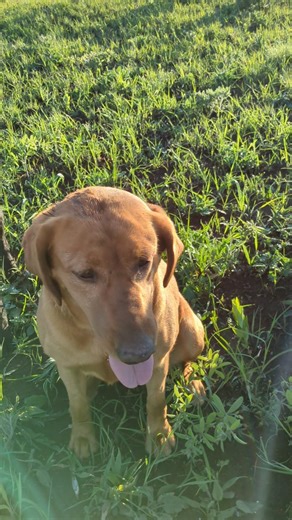 A Fox Red Lab, 2 Yellow Labs and a Black Lab livingwithlabs #labrador #doglife #FoxRedLab #shorts