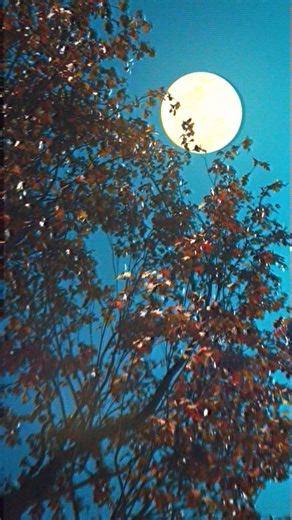 2.2K views · 15 reactions | Staying in the Halloween spirit, don't forget to download our FREE 3D SCENE  It's perfect for 3D artists and horror enthusiasts, looking to add that creepy atmosphere to their projects. The scene is prepared for 3ds Max 2021 and Corona 13. AVAILABLE AT https://evm.link/H25  #evermotion3d #3dimage #3dlibrary #archmodels #archinteriors #archexteriors #3dprops #3dmodels #3dscenes #archviz | Evermotion | Facebook