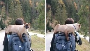 2.8K views · 75 reactions | Unlike most cats, this unique kitty sits on its owner's back as they go for a hike in the mountains together. Awesome! | Rumble Cats | Facebook