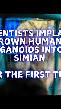 Implanting lab-grown human brains into monkeys