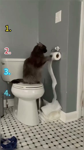 Interesting interactions wiht cats #cat #catsoftiktok #pets #funnycats #fyp #foruyou