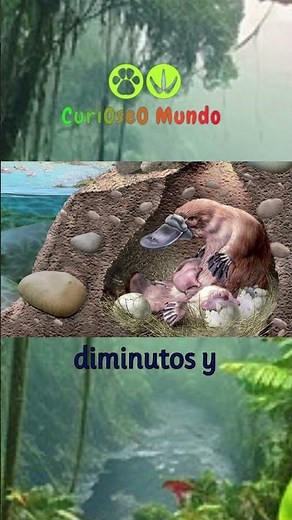 LOS SECRETOS QUE DESCONOCES SOBRE LA REPRODUCCION DEL ORNITORRINCO