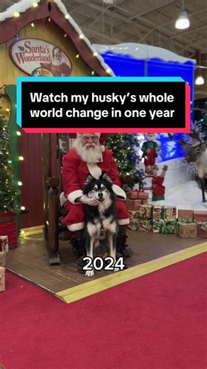 my husky’s whole world changed in a year… 💕🥹 #H#HuskyT#TwinsDogsAndBabies