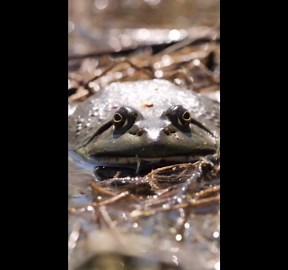 The bullfrogs proving they’ll stand their ground against almost anything