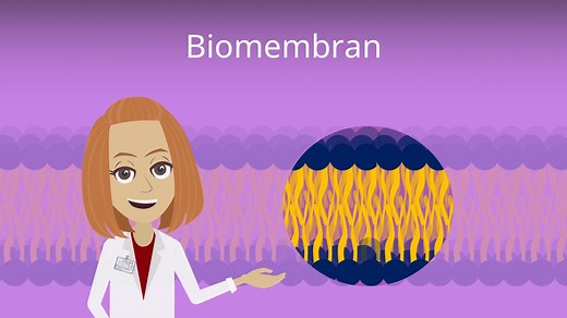 Stofftransport durch Biomembran