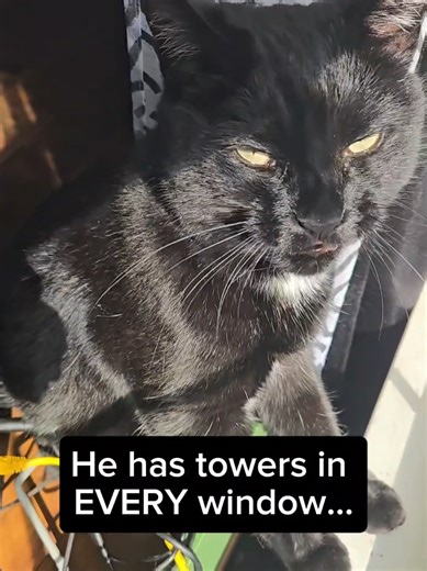 He has cat towers in almost every window, but he still finds new spots behind my computer 💀 Did the full yawn like he was settling in permanently… then ended it with the classic rule: if I fits, I sits. Cats really don’t care about ownership. #cats #catsoftiktok #funnycats #catvideos #catmemes