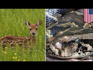 Snake eats deer: Burmese python swallows much bigger deer in Florida - TomoNews