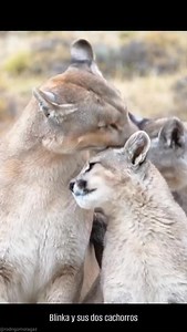 4.5K views · 4.5K reactions | El territorio que abarca el hábitat...