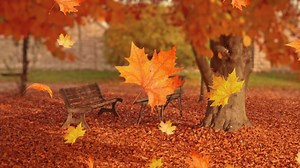 Autumn leaves fall in the park with benches