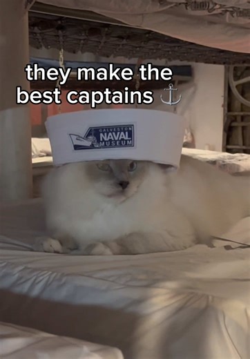 Louie the Cat's Pirate Adventure at Galveston Naval Museum