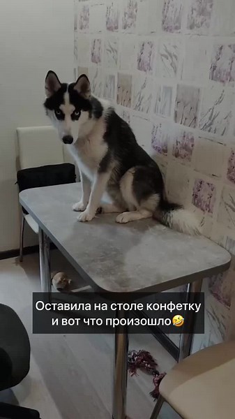 #приколы #хаски #hasky #смешные #домашниеживотные #собака