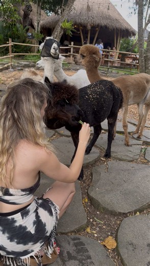 Cuddle with Alpacas in Bali: The Fluffy Therapy You Need