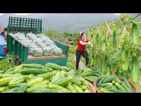 Harvesting Lots of Cucumber - Use Truck to Sell at Countryside Market - Farm Life | Đào Daily Farm