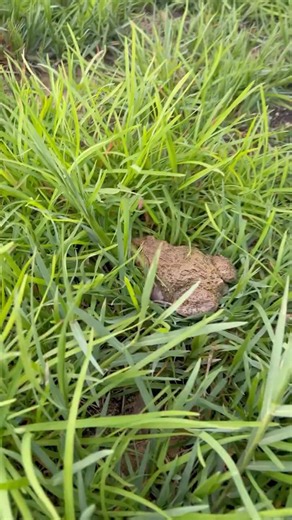The boy chased the frog and played with it. #frog #tinyfrogs #froglets #froggo #nature #animals